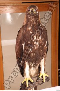 Hawk 0195